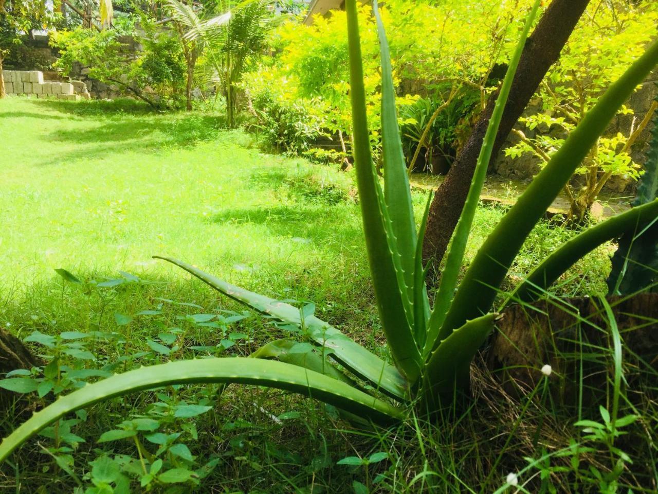 Ganesh House Homestay كوفالام المظهر الخارجي الصورة